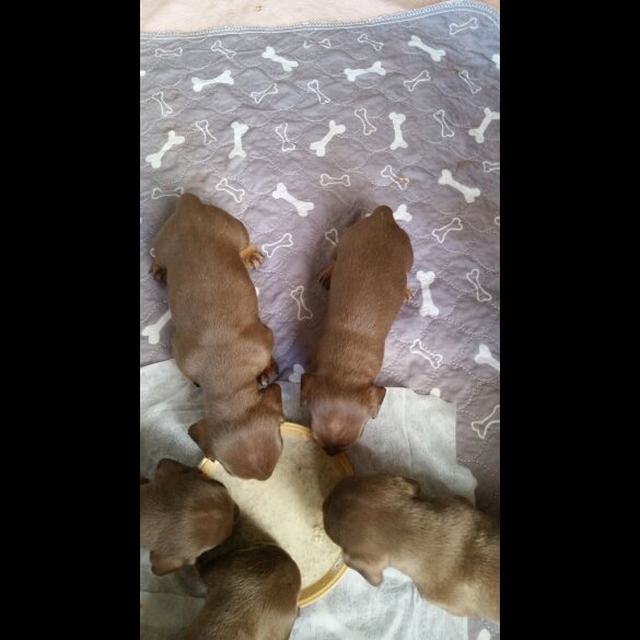 Dachshund (Standard &amp; Miniature) - Both