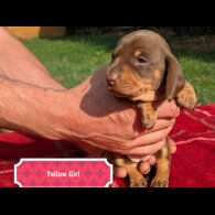 Dachshund (Standard &amp; Miniature) - Both