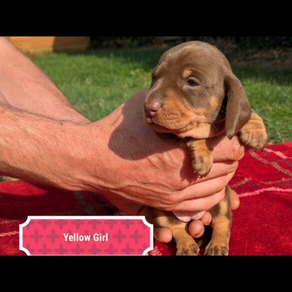 Dachshund (Standard &amp; Miniature) - Both