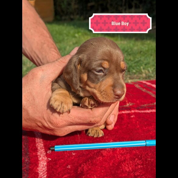 Dachshund (Standard &amp; Miniature) - Both