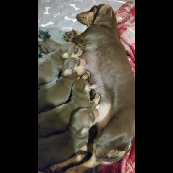 Dachshund (Standard &amp; Miniature) - Both