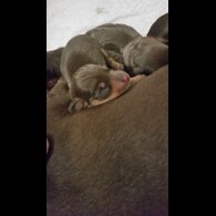 Dachshund (Standard &amp; Miniature) - Both