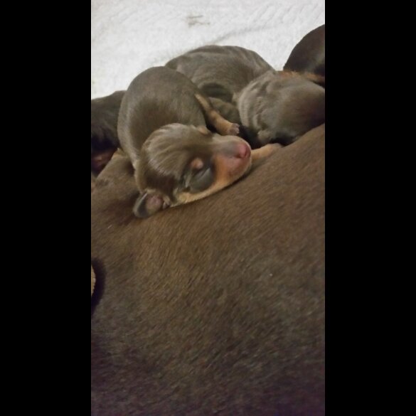 Dachshund (Standard &amp; Miniature) - Both