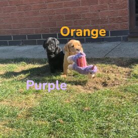 Labrador Retriever - Both