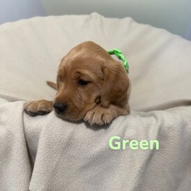 Labrador Retriever - Both