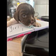 English Springer Spaniel - Both