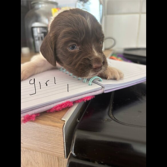 English Springer Spaniel - Both