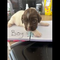 English Springer Spaniel - Both