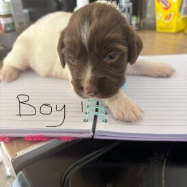 English Springer Spaniel - Both
