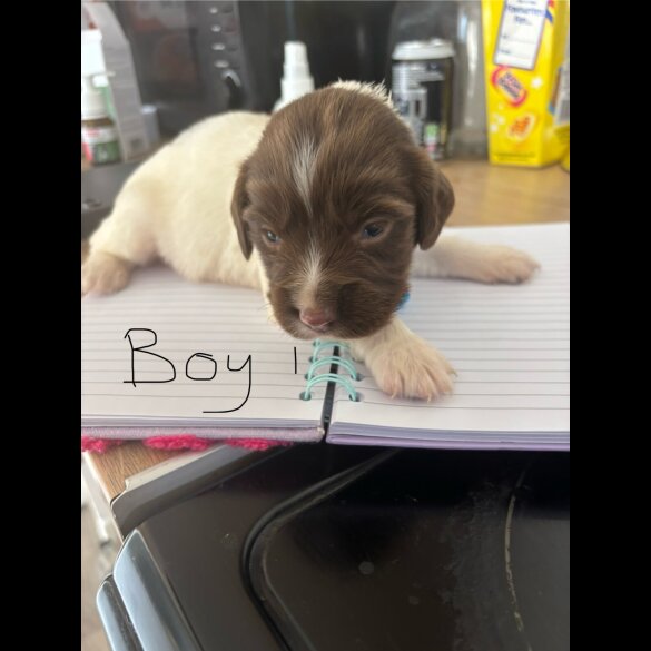 English Springer Spaniel - Both