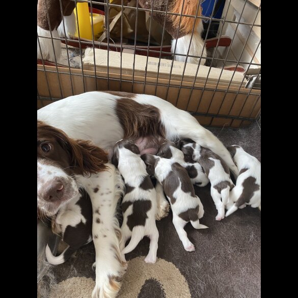 English Springer Spaniel - Both