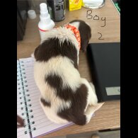 English Springer Spaniel - Both