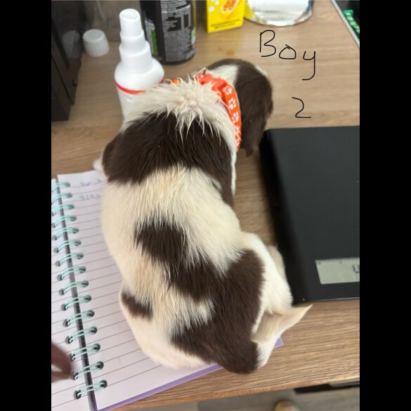 English Springer Spaniel - Both