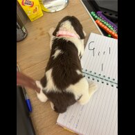 English Springer Spaniel - Both