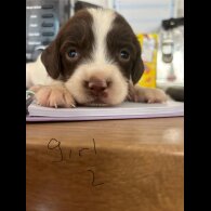 English Springer Spaniel - Both
