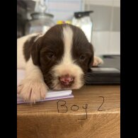 English Springer Spaniel - Both