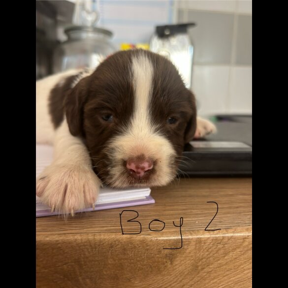 English Springer Spaniel - Both