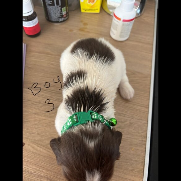 English Springer Spaniel - Both