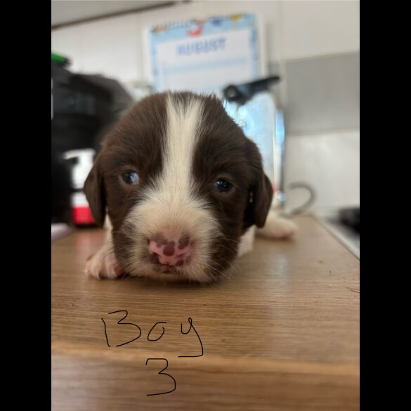 English Springer Spaniel - Both