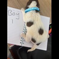 English Springer Spaniel - Both