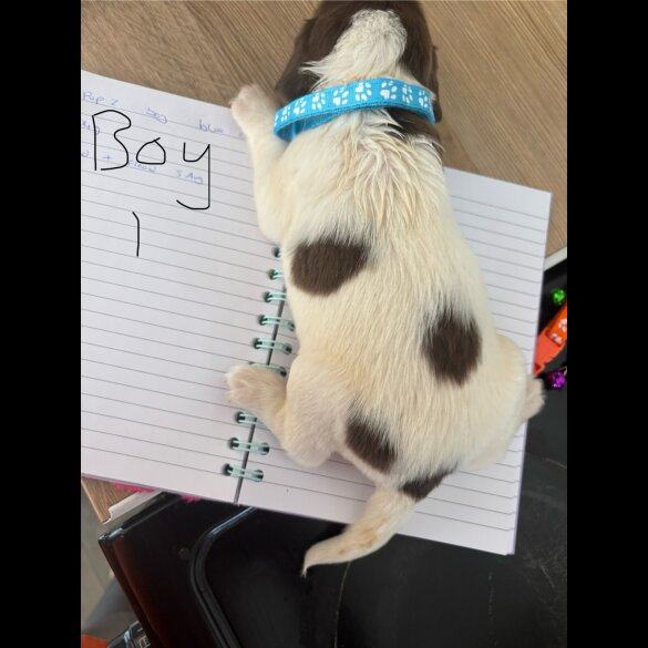 English Springer Spaniel - Both