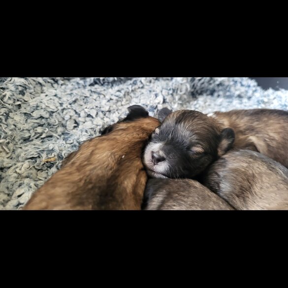 Mixed Breed - Both