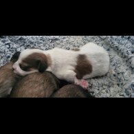 Mixed Breed - Both
