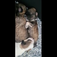 Mixed Breed - Both