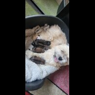 Mixed Breed - Both