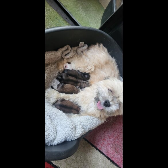 Mixed Breed - Both