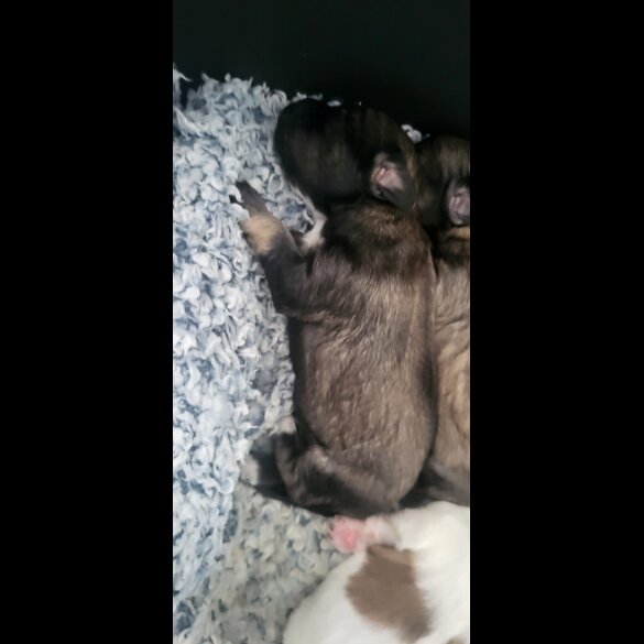 Mixed Breed - Both