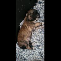 Mixed Breed - Both