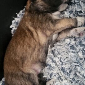 Mixed Breed - Both