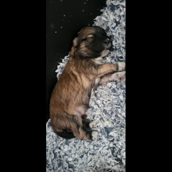 Mixed Breed - Both