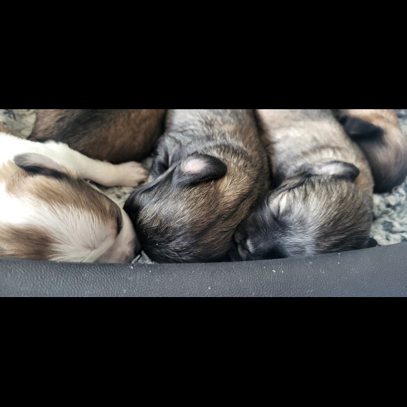 Mixed Breed - Both