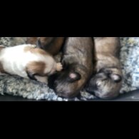Mixed Breed - Both