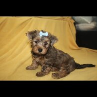 Yorkshire Terrier - Both