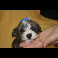 Yorkshire Terrier - Both
