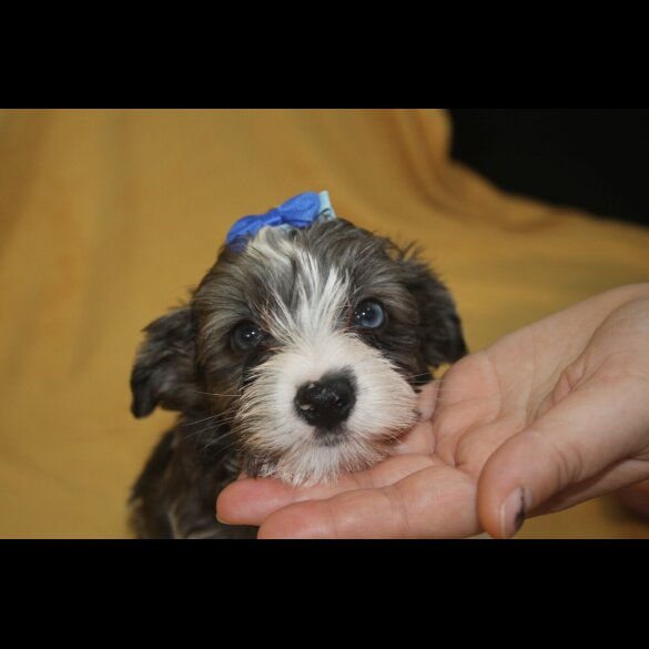 Yorkshire Terrier - Both