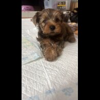 Yorkshire Terrier - Both