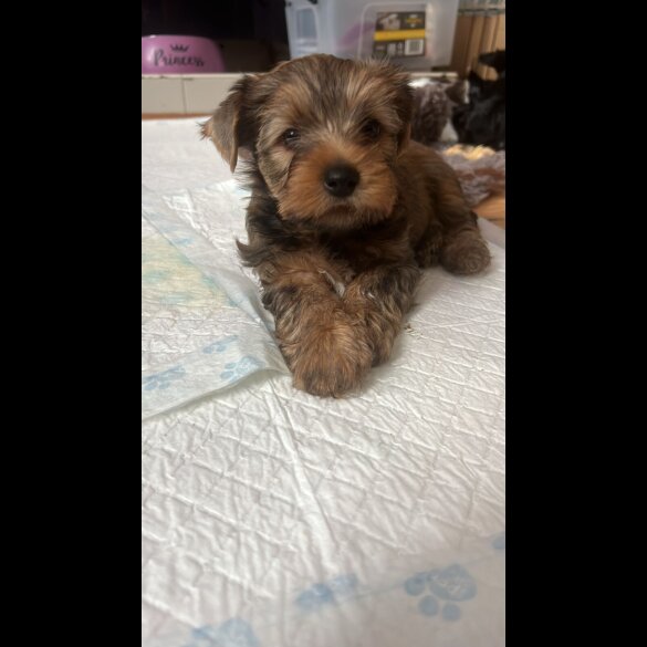 Yorkshire Terrier - Both