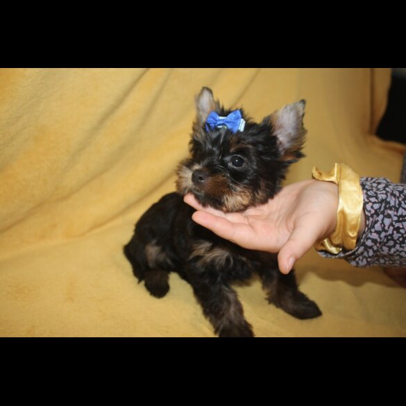 Yorkshire Terrier - Both