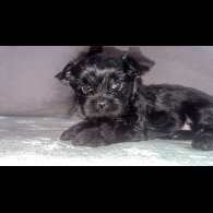 Yorkshire Terrier - Both