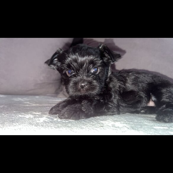 Yorkshire Terrier - Both
