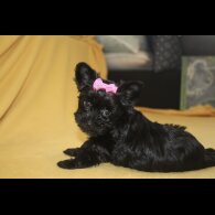 Yorkshire Terrier - Both