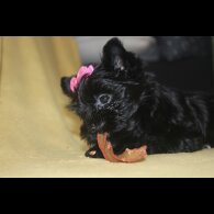 Yorkshire Terrier - Both