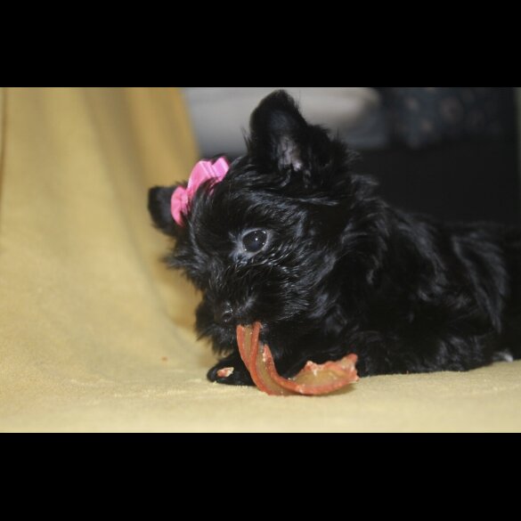Yorkshire Terrier - Both