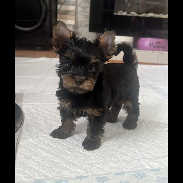 Yorkshire Terrier - Both