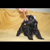 Yorkshire Terrier - Both