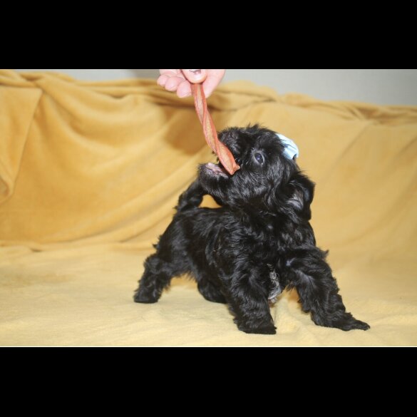 Yorkshire Terrier - Both